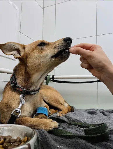 Na Naramowicach Przychodnia Weterynaryjna | Grupa EDINA